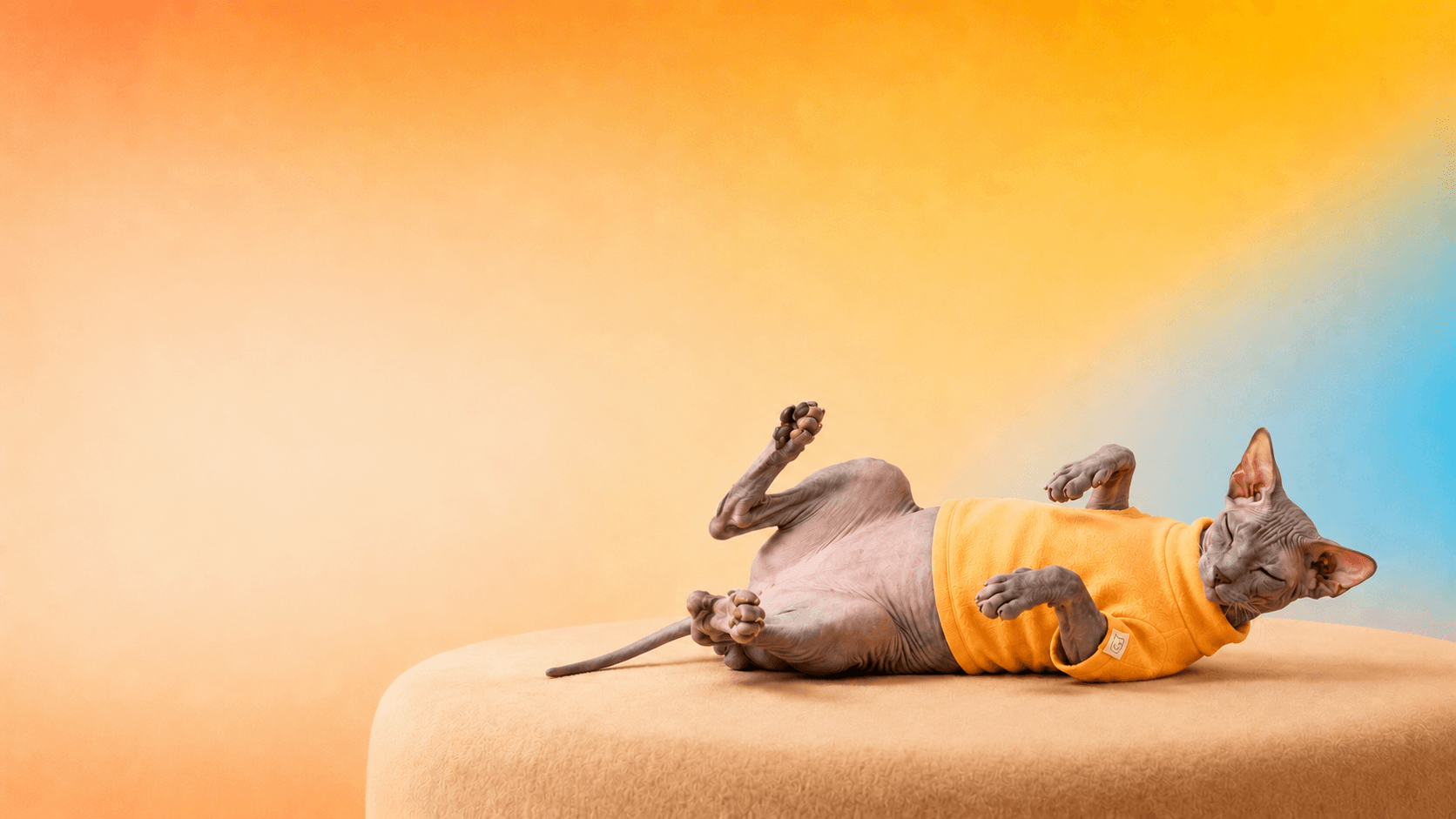 Sphynx cat in a cosy yellow Mewse sweater