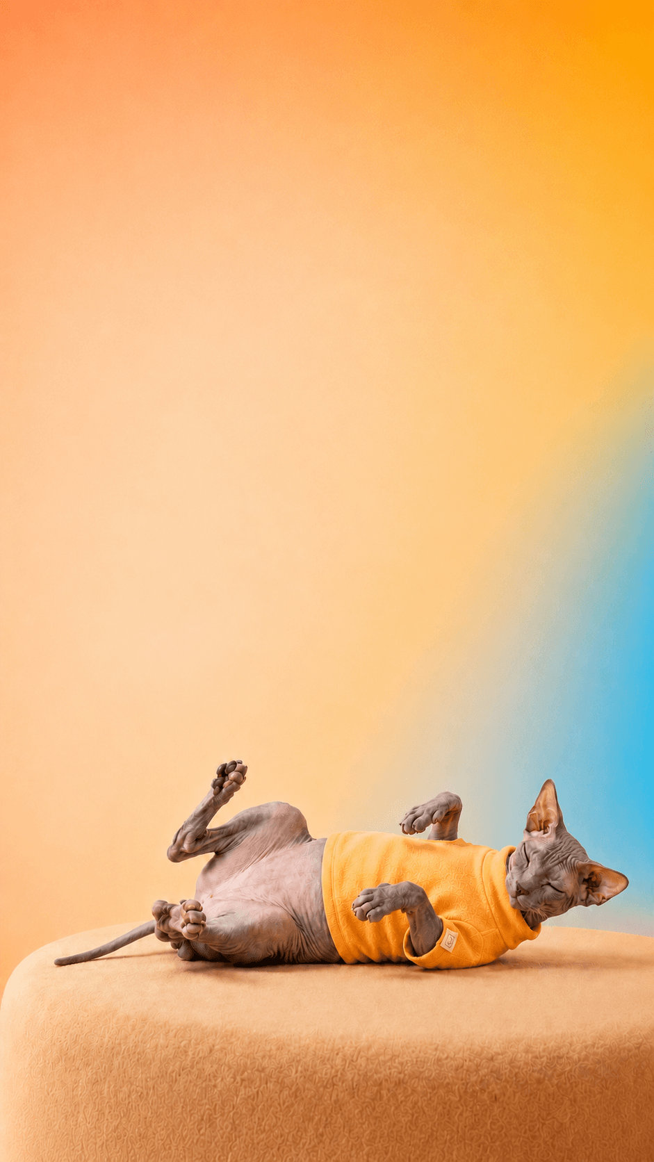 Sphynx cat in a cosy yellow Mewse sweater